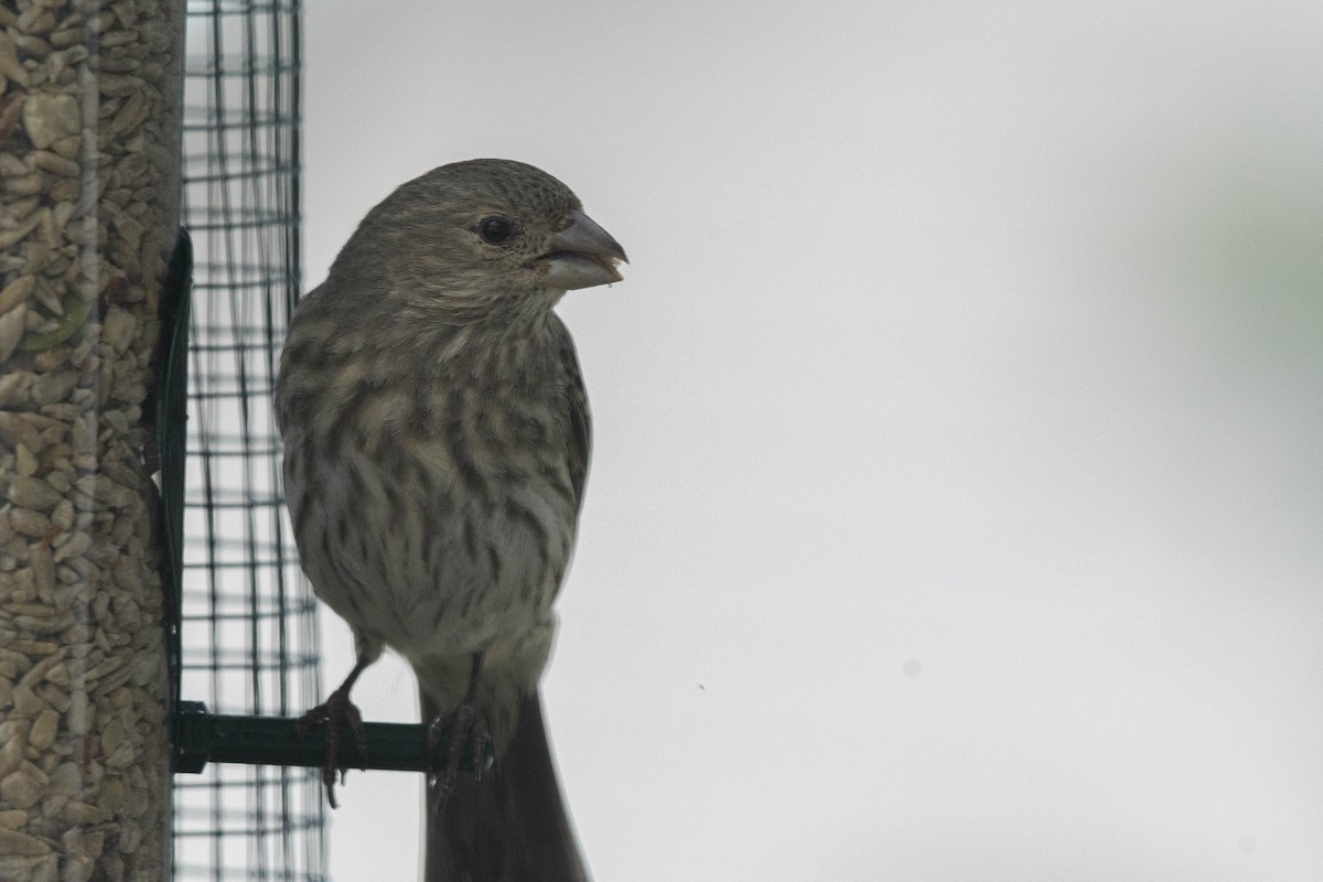 Pine Siskin - Jon Zanone