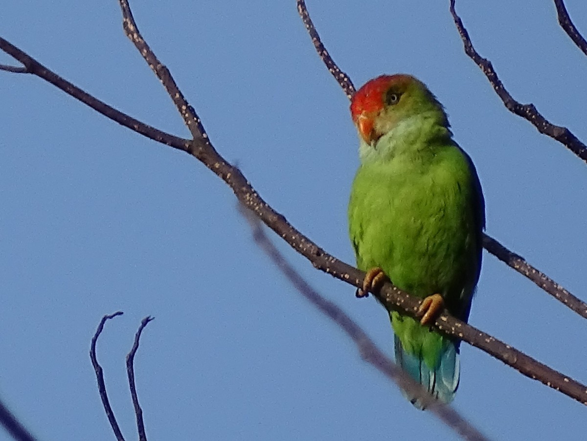 Sri Lanka Hanging-Parrot - ML620746212