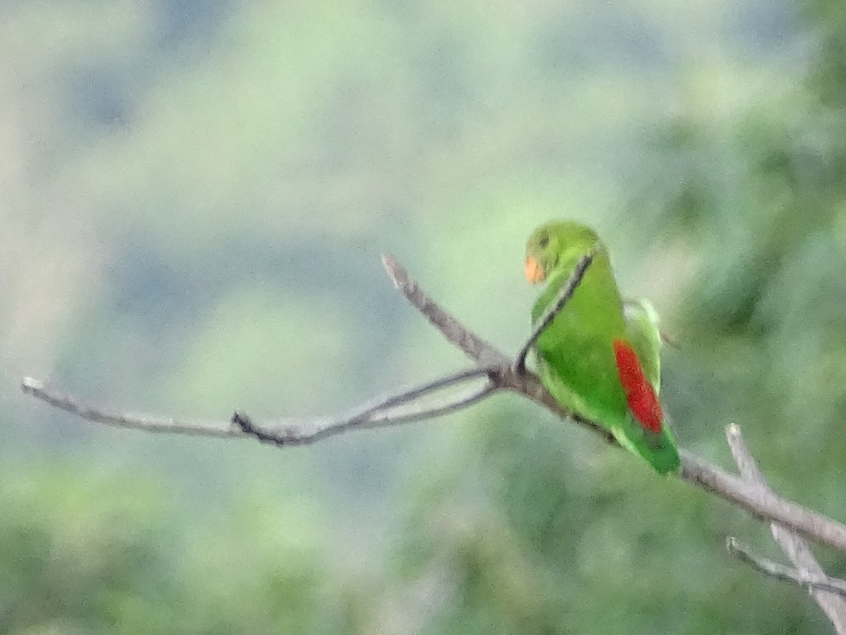 Sri Lanka Hanging-Parrot - ML620746215