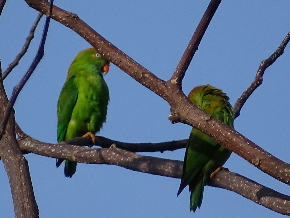 Sri Lanka Hanging-Parrot - ML620746217