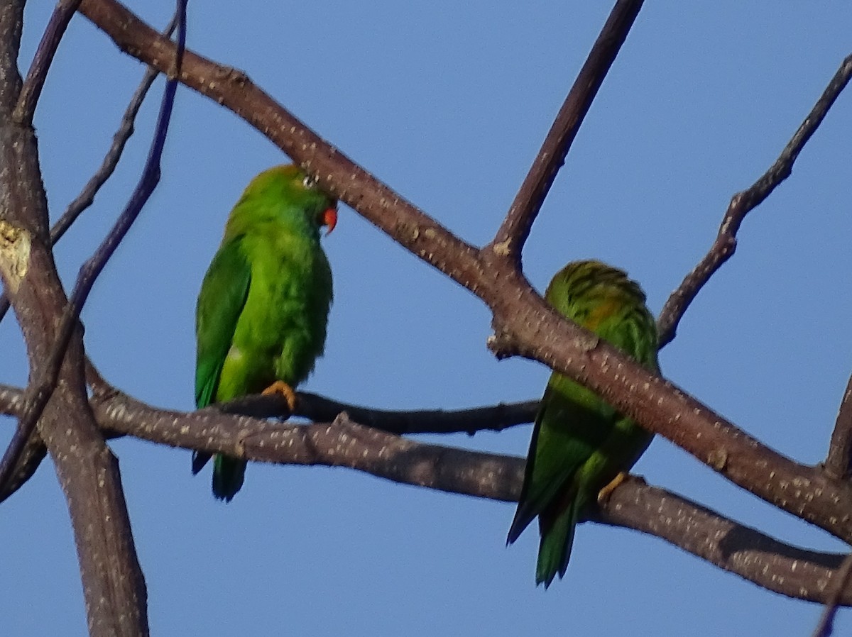 Sri Lanka Hanging-Parrot - ML620746219