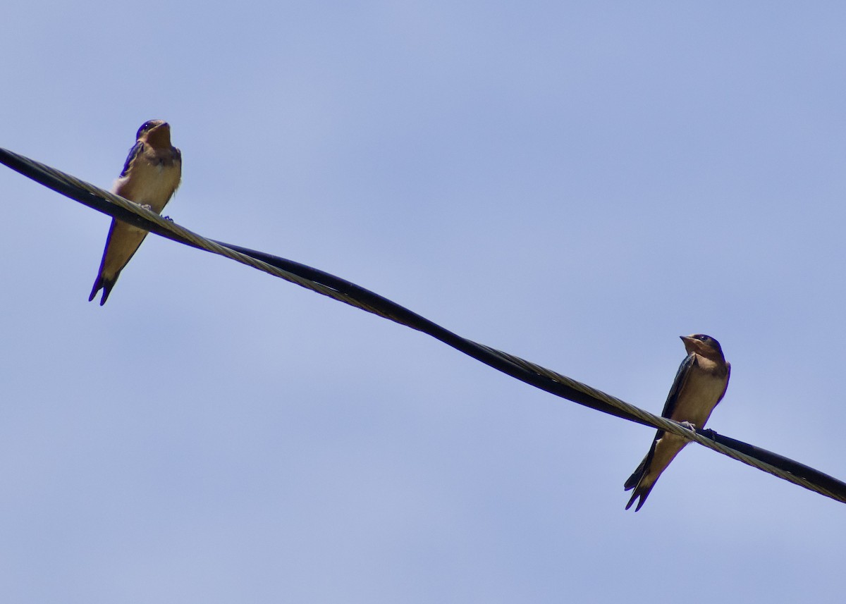 Barn Swallow - ML620746227