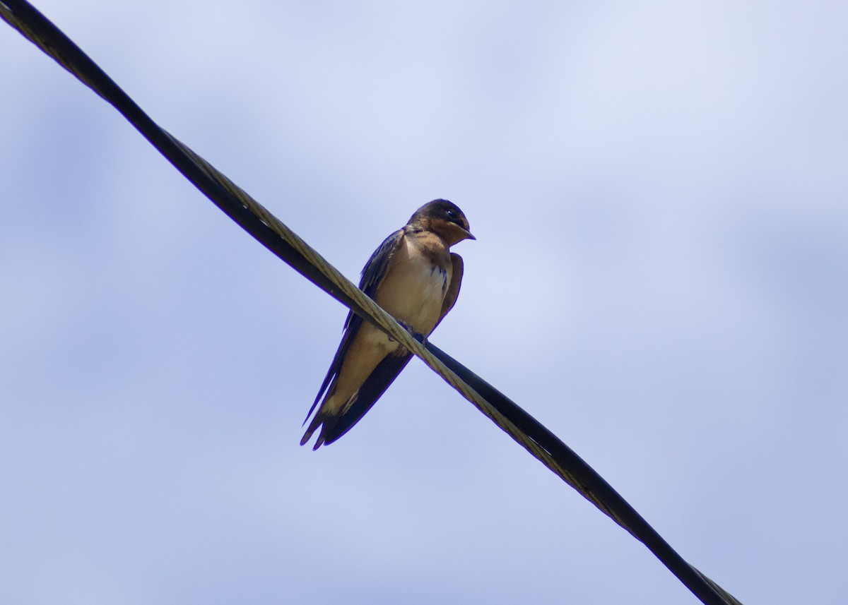 Barn Swallow - Maddie McElfresh