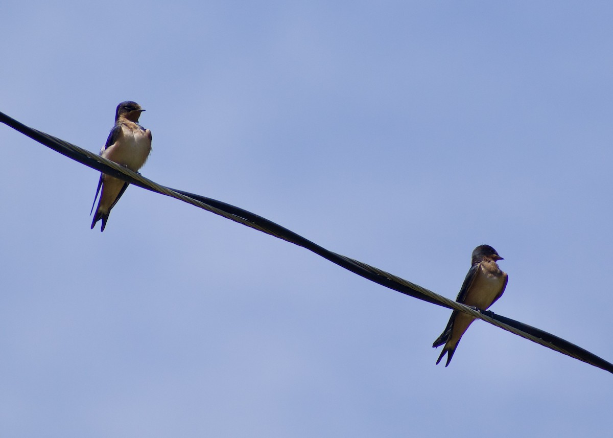 Barn Swallow - ML620746230