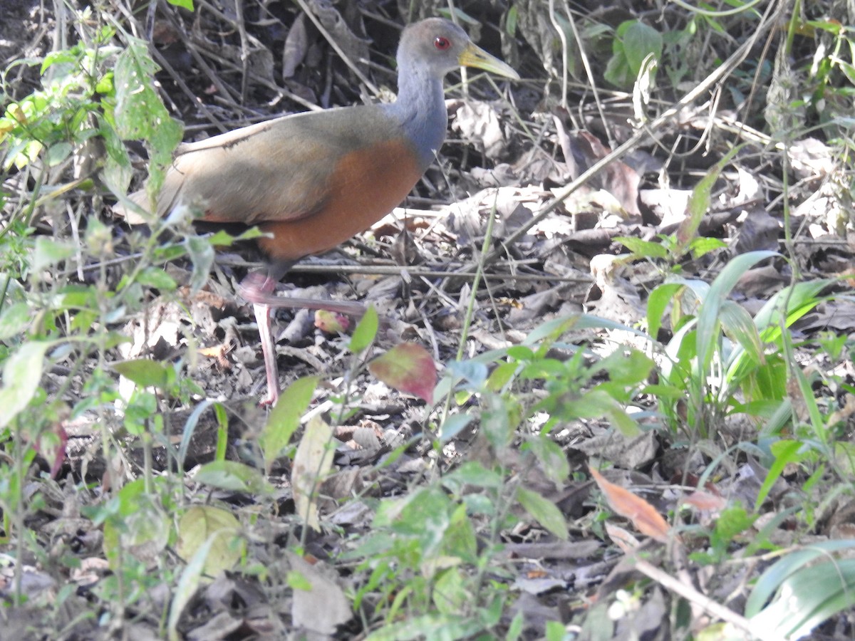 Gray-cowled Wood-Rail - adriana centeno