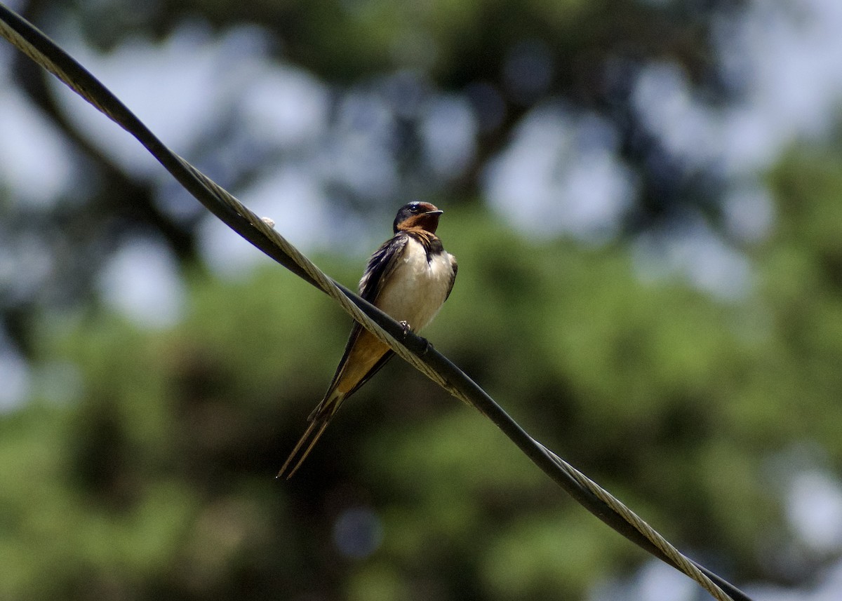 Barn Swallow - ML620746233