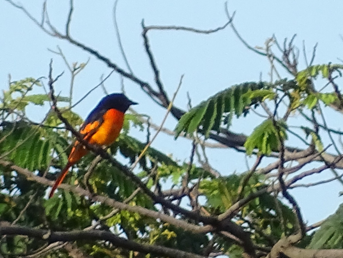 Orange Minivet - ML620746237