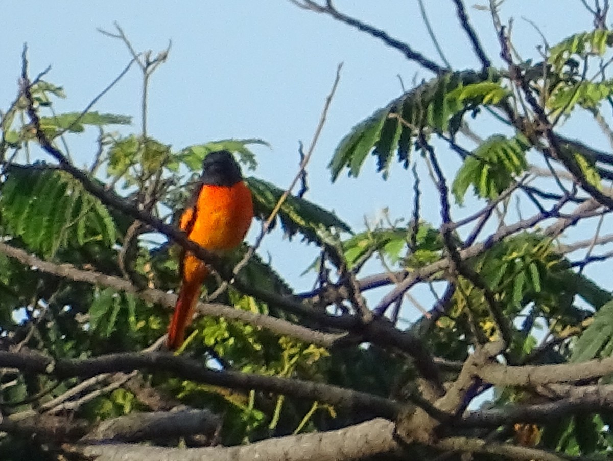 Orange Minivet - ML620746239