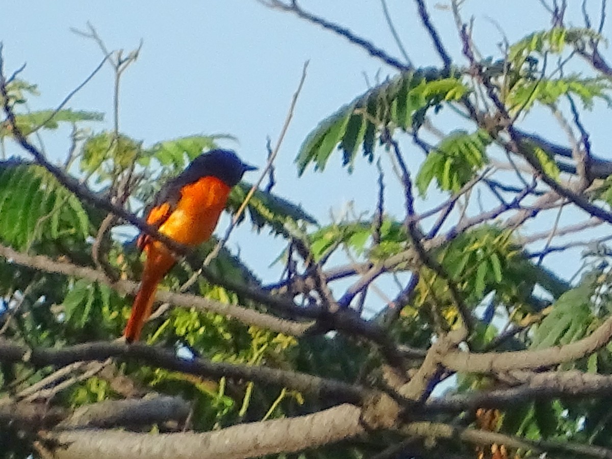 Orange Minivet - ML620746243