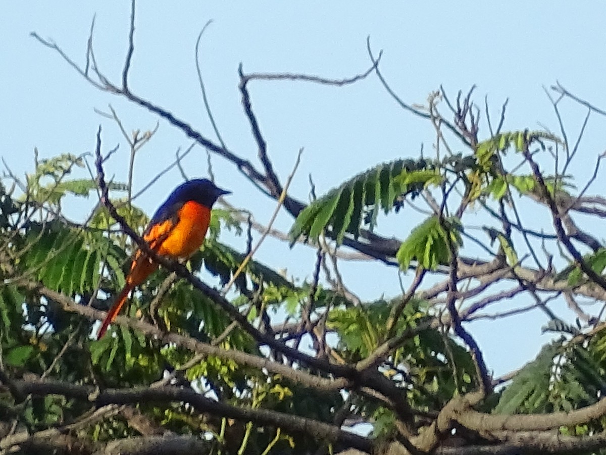 Orange Minivet - ML620746244