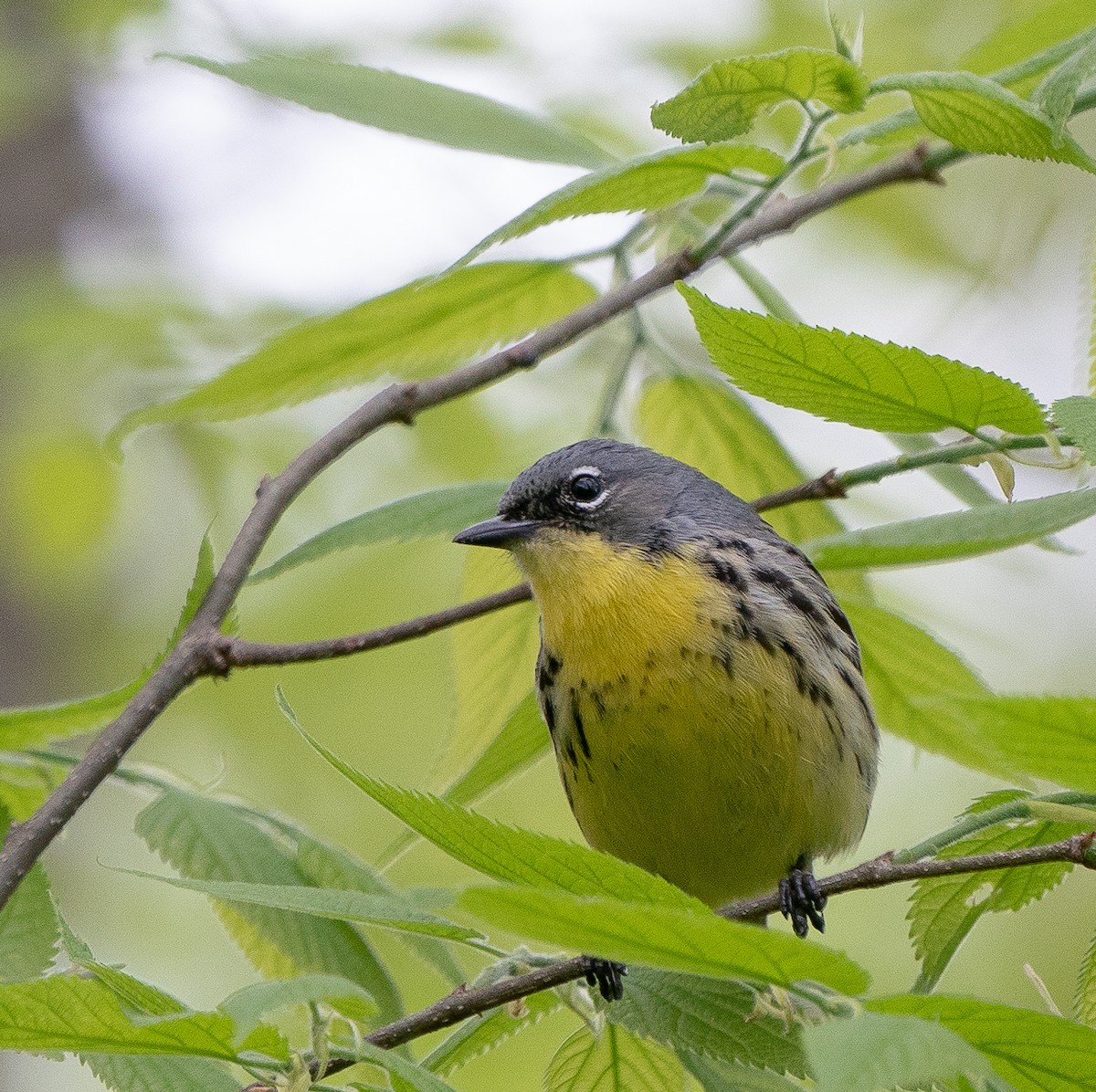 Kirtland's Warbler - ML620746254