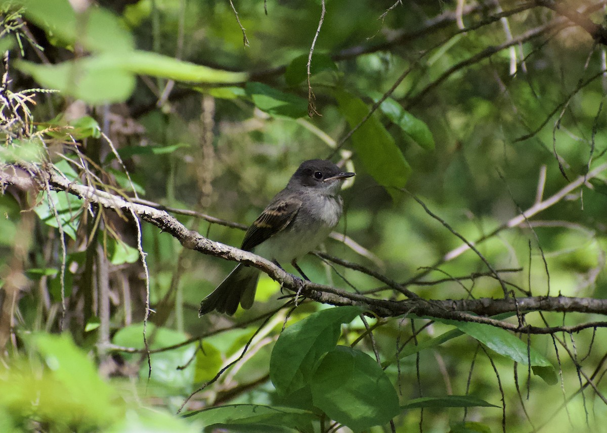 Eastern Wood-Pewee - ML620746267