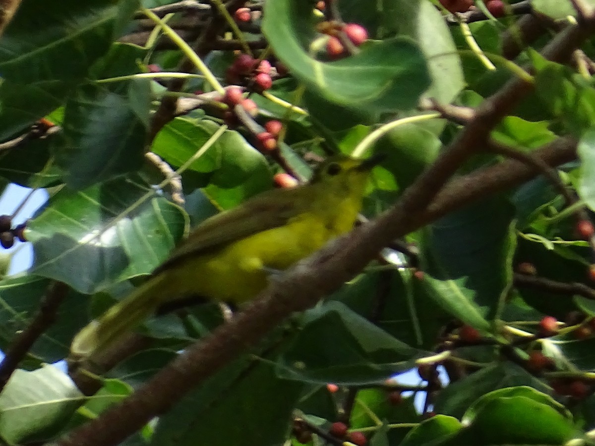 Bulbul à sourcils d'or - ML620746271