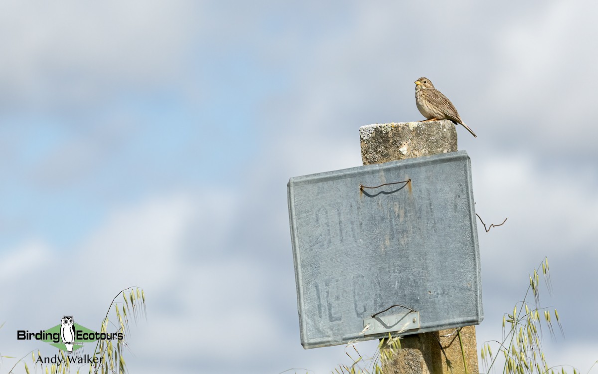 Corn Bunting - Andy Walker - Birding Ecotours