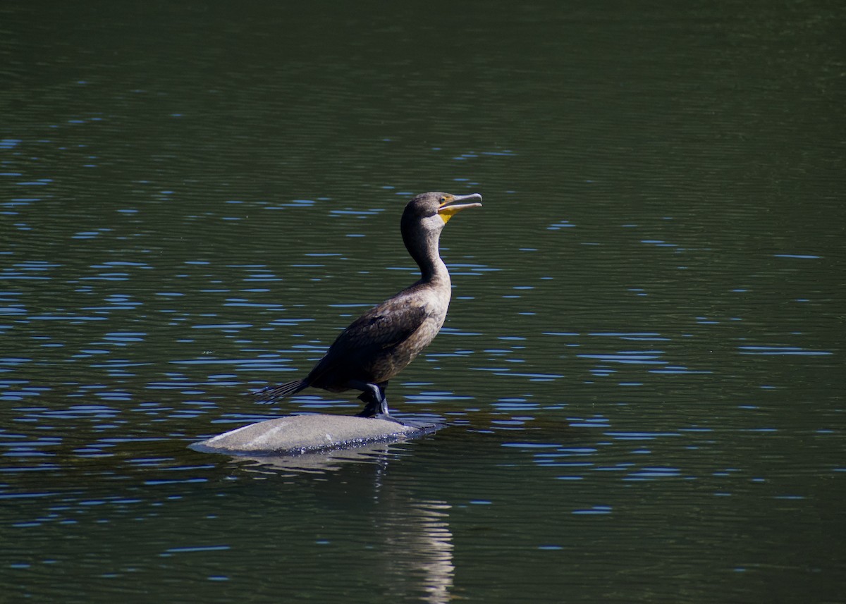 Double-crested Cormorant - ML620746279