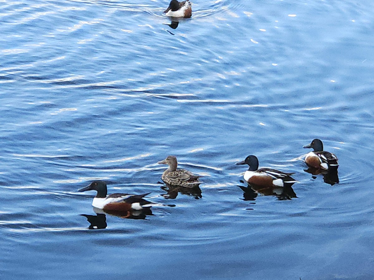 Northern Shoveler - ML620746296