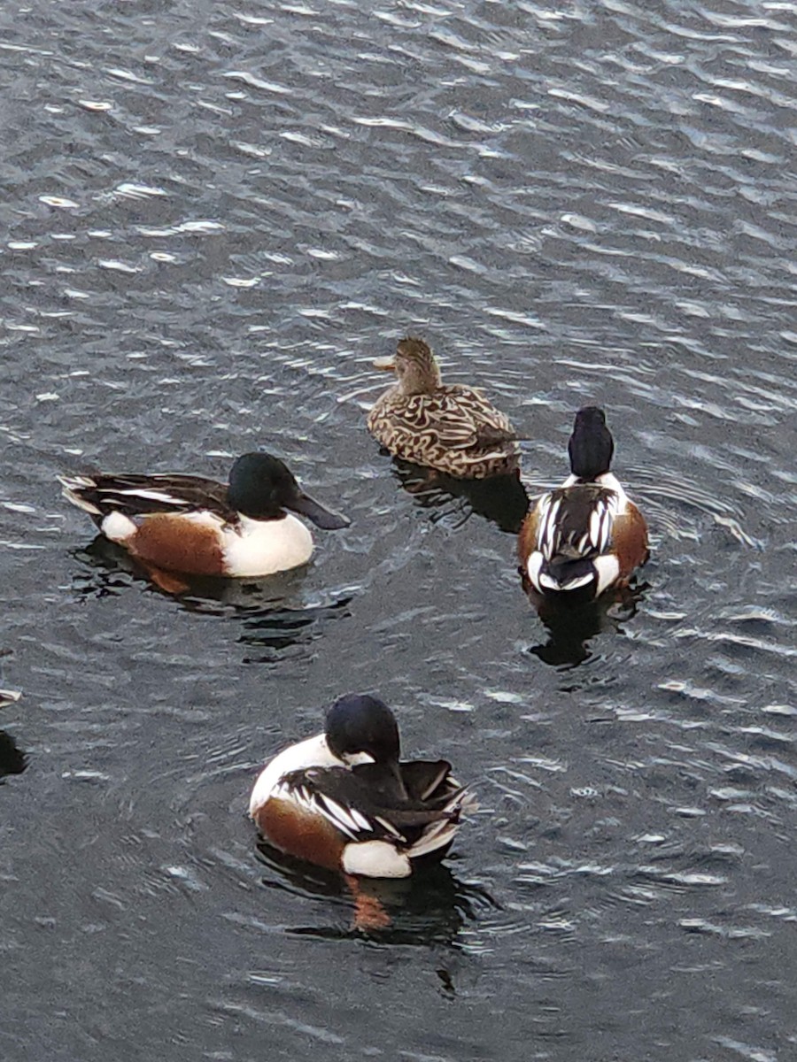 Northern Shoveler - ML620746298