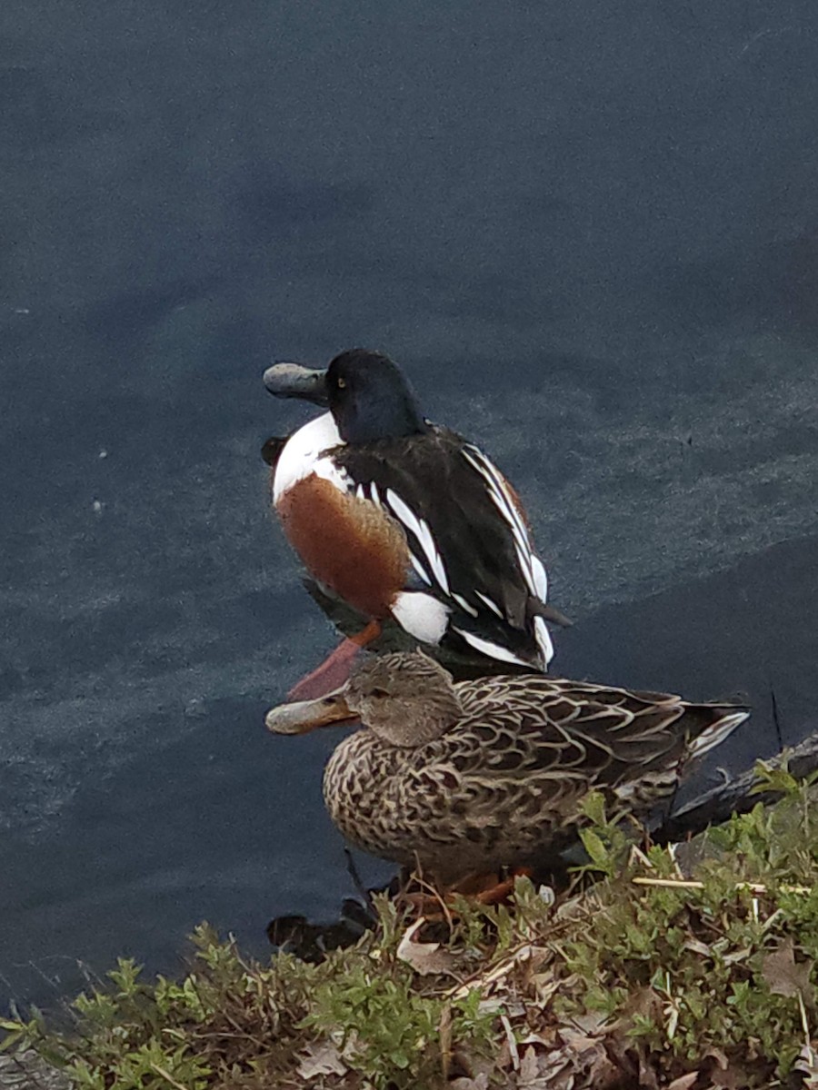 Northern Shoveler - ML620746299