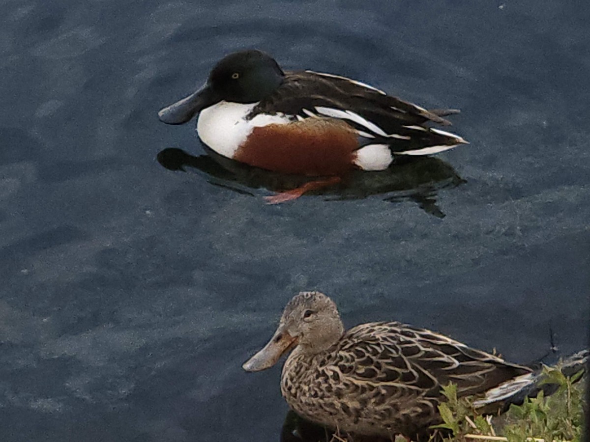 Northern Shoveler - ML620746301