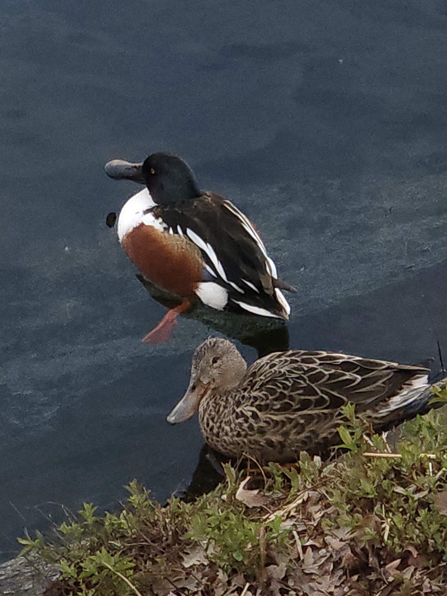 Northern Shoveler - ML620746302