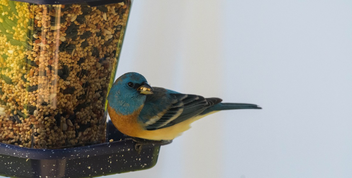 Lazuli Bunting - ML620746315