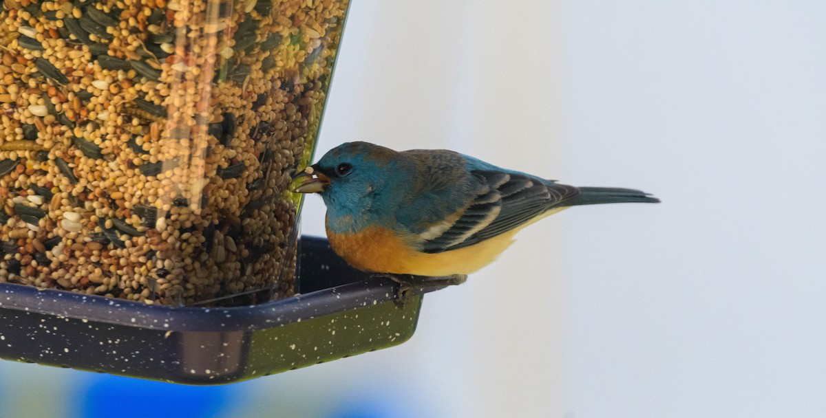 Lazuli Bunting - ML620746316