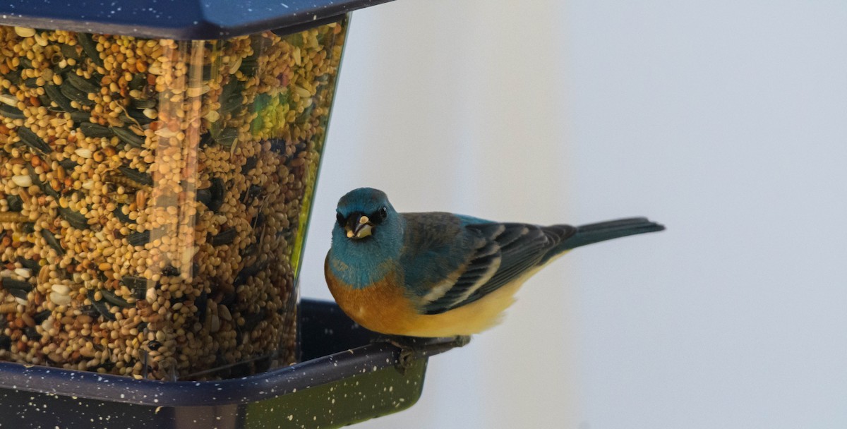 Lazuli Bunting - Jon Zanone