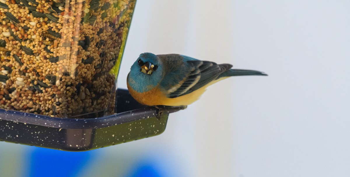 Lazuli Bunting - ML620746319