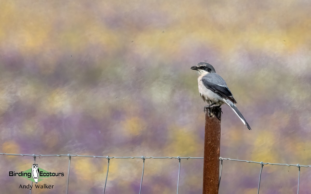 Iberian Gray Shrike - ML620746321