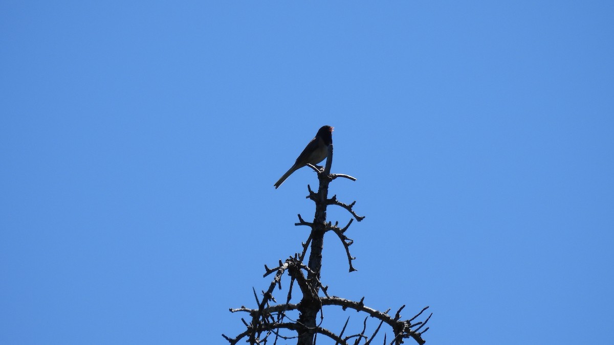 Junco Ojioscuro - ML620746325