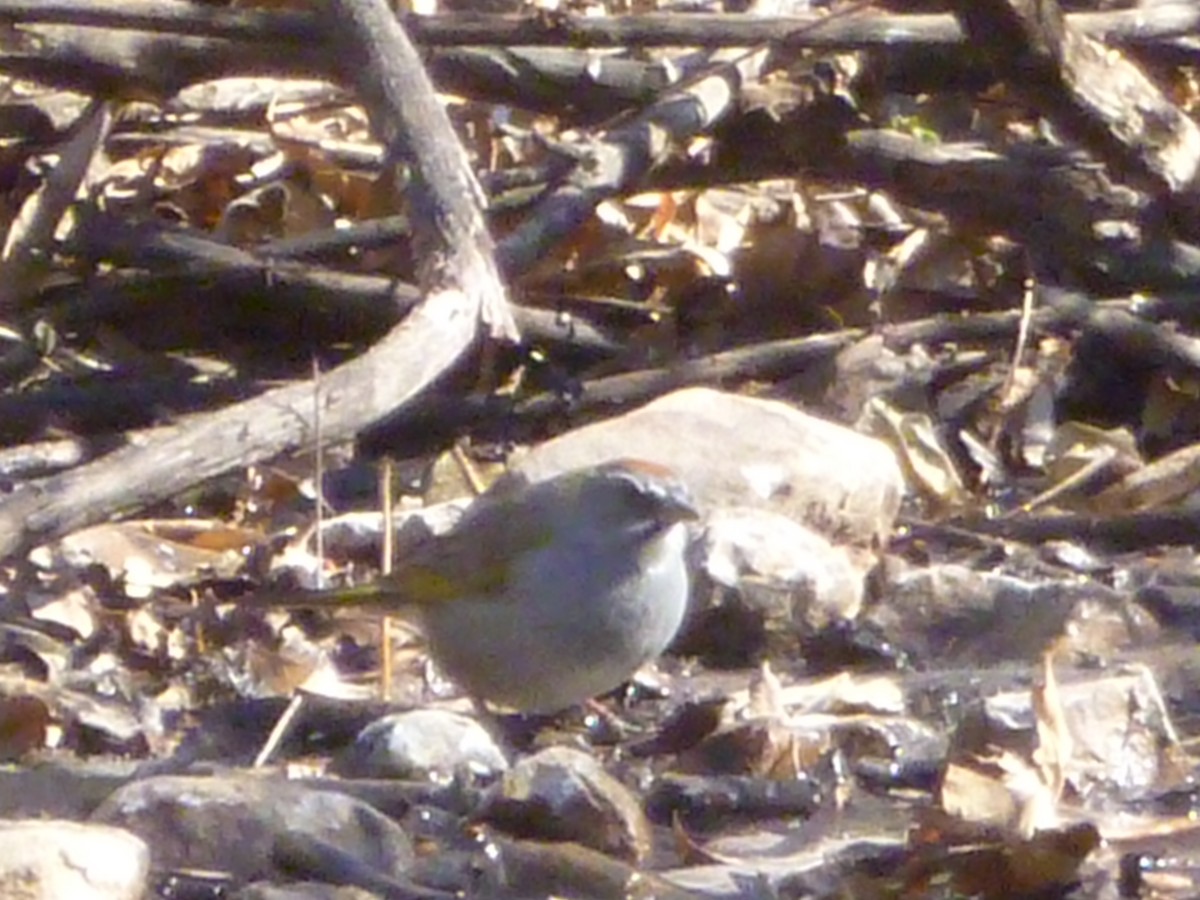 Green-tailed Towhee - ML620746326