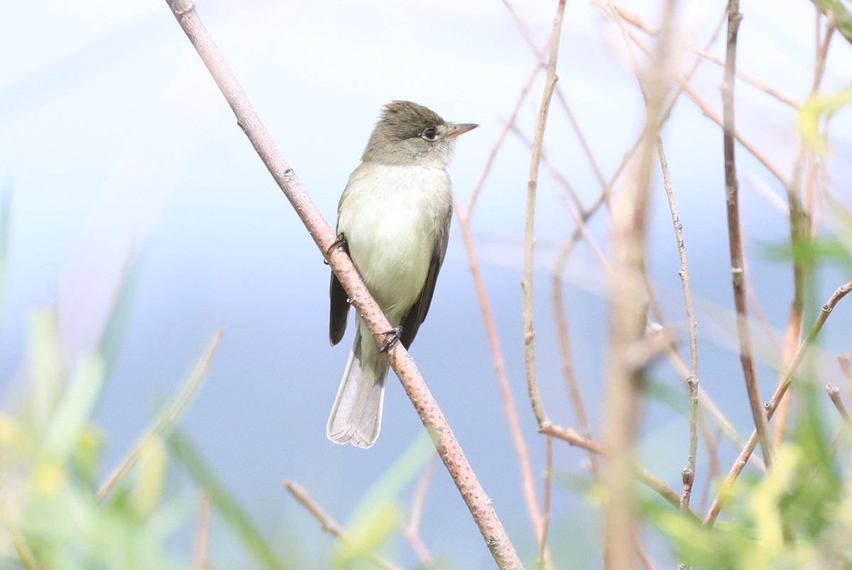 Willow Flycatcher - ML620746327