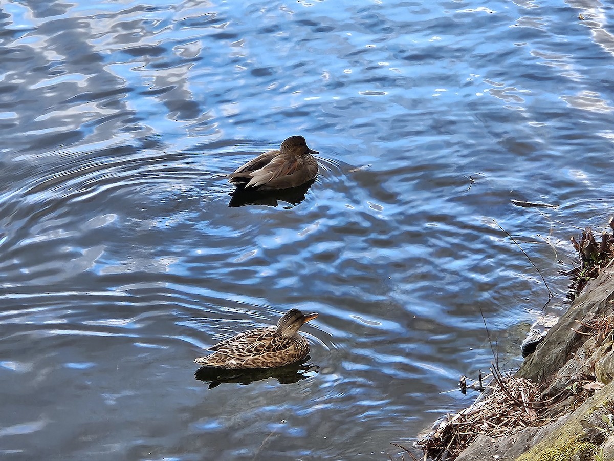 Gadwall - ML620746335