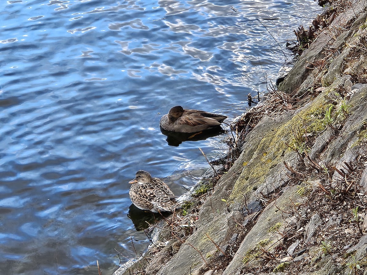 Gadwall - ML620746338