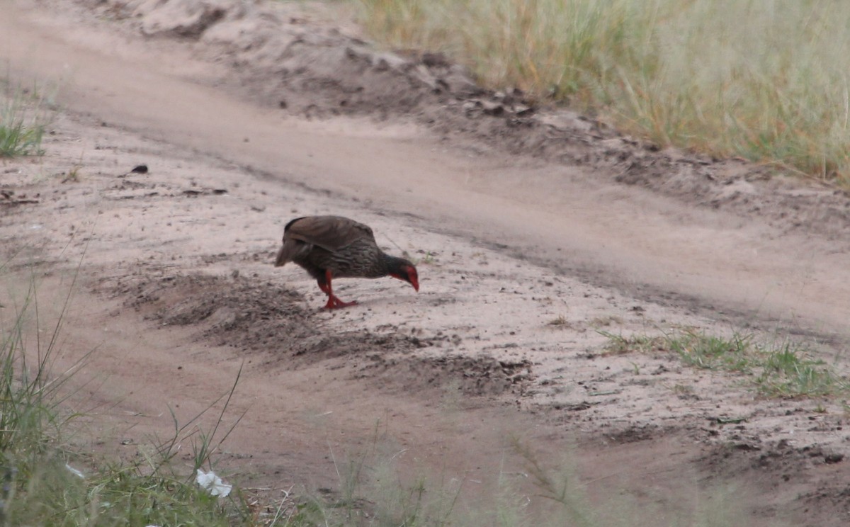 Red-necked Spurfowl - ML620746340