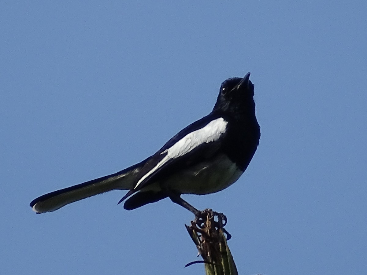 Oriental Magpie-Robin - ML620746346