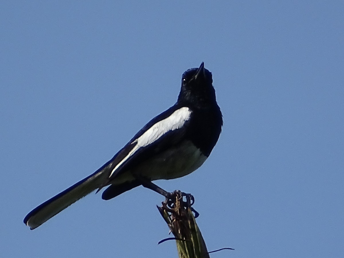 Oriental Magpie-Robin - ML620746347