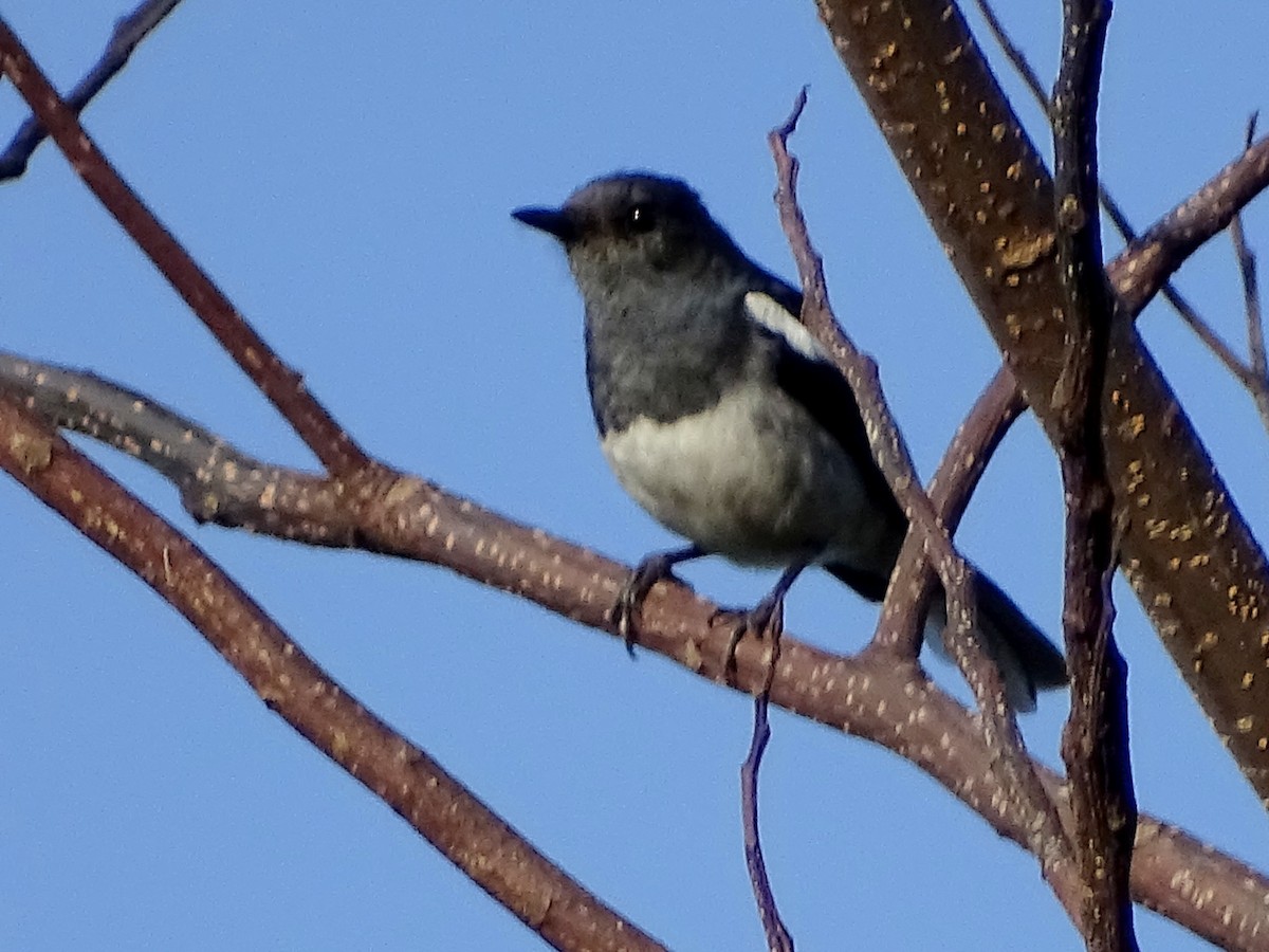 Oriental Magpie-Robin - ML620746350