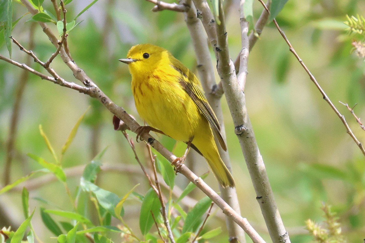 Yellow Warbler - ML620746352