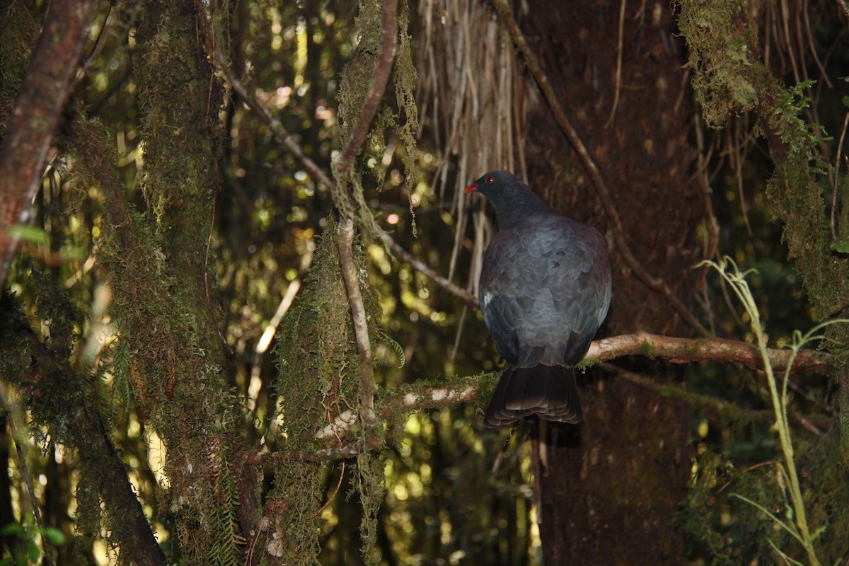 New Zealand Pigeon - ML620746378