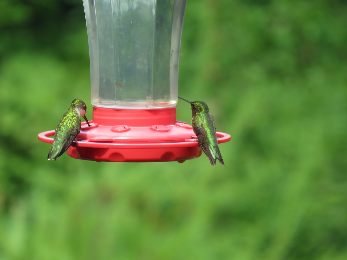 Ruby-throated Hummingbird - ML620746381