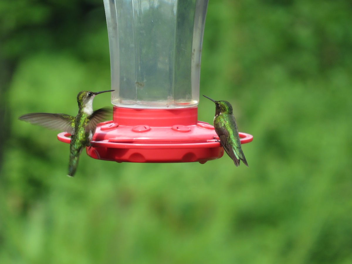Ruby-throated Hummingbird - ML620746392