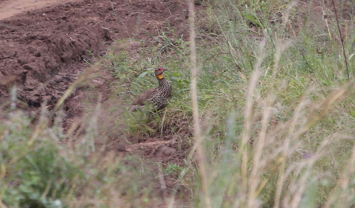 Yellow-necked Spurfowl - ML620746394