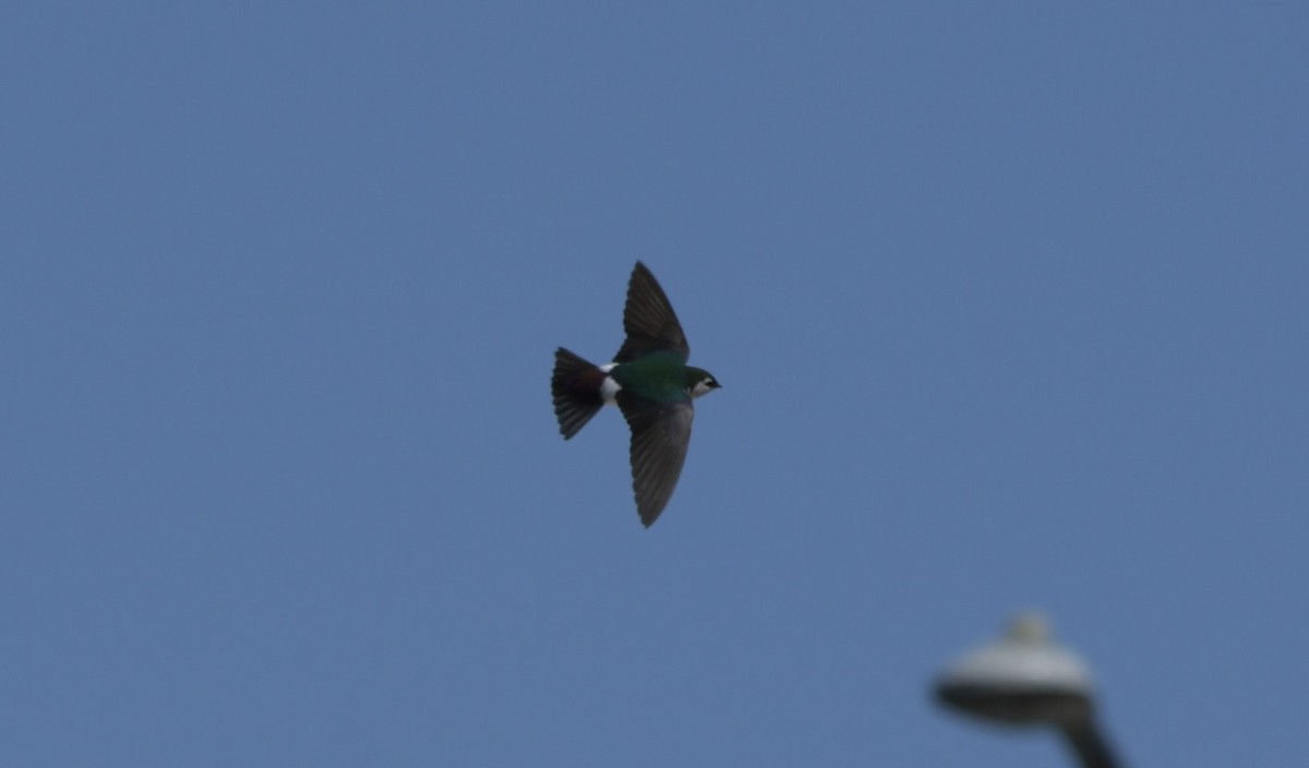 Violet-green Swallow - Ian Thomson