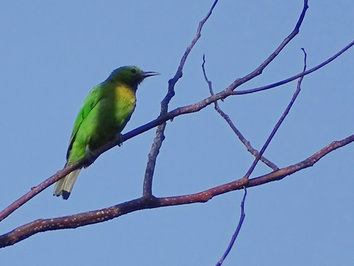 Jerdon's Leafbird - Sri Srikumar