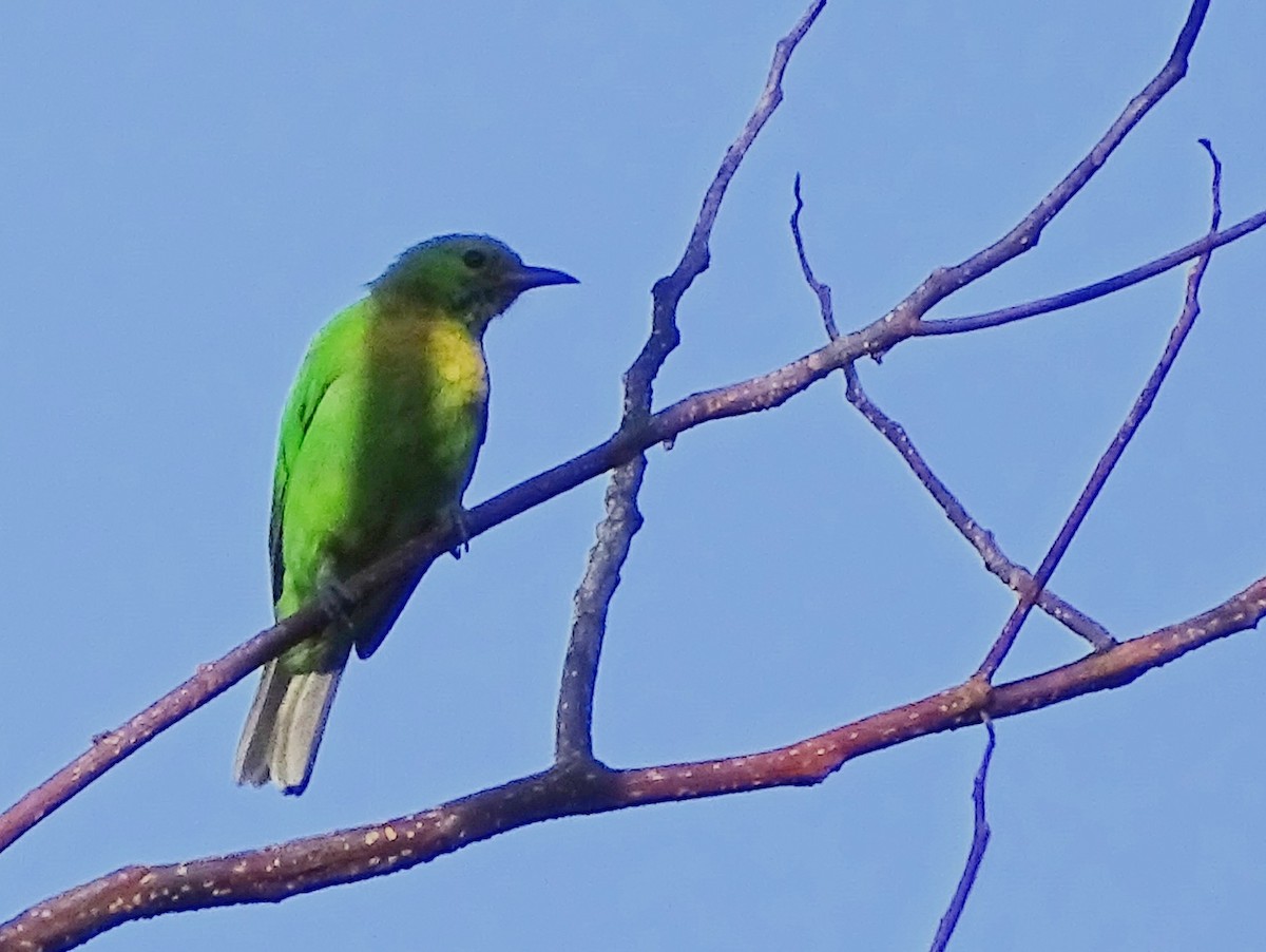 Jerdon's Leafbird - ML620746407