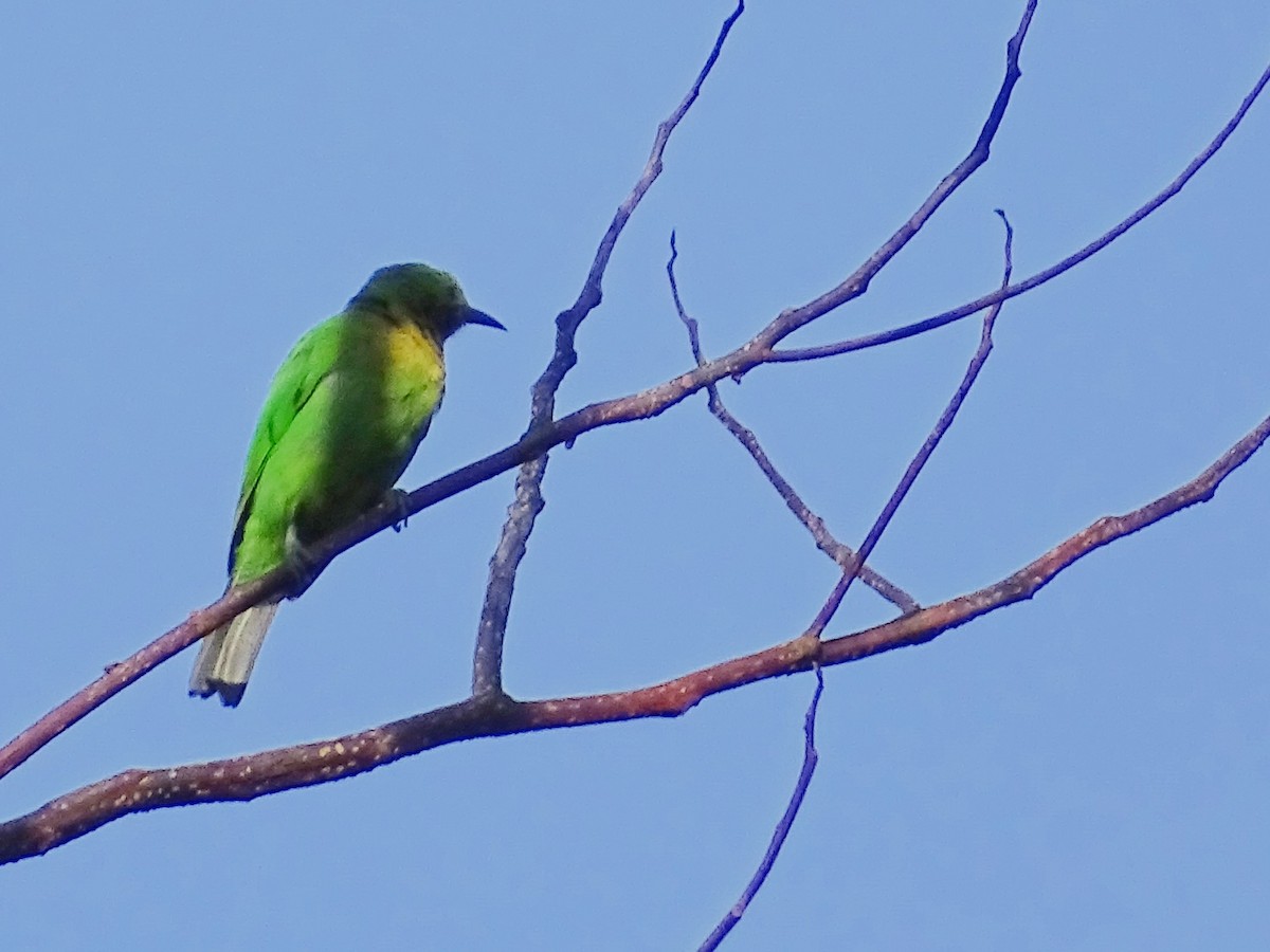 Jerdon's Leafbird - ML620746409