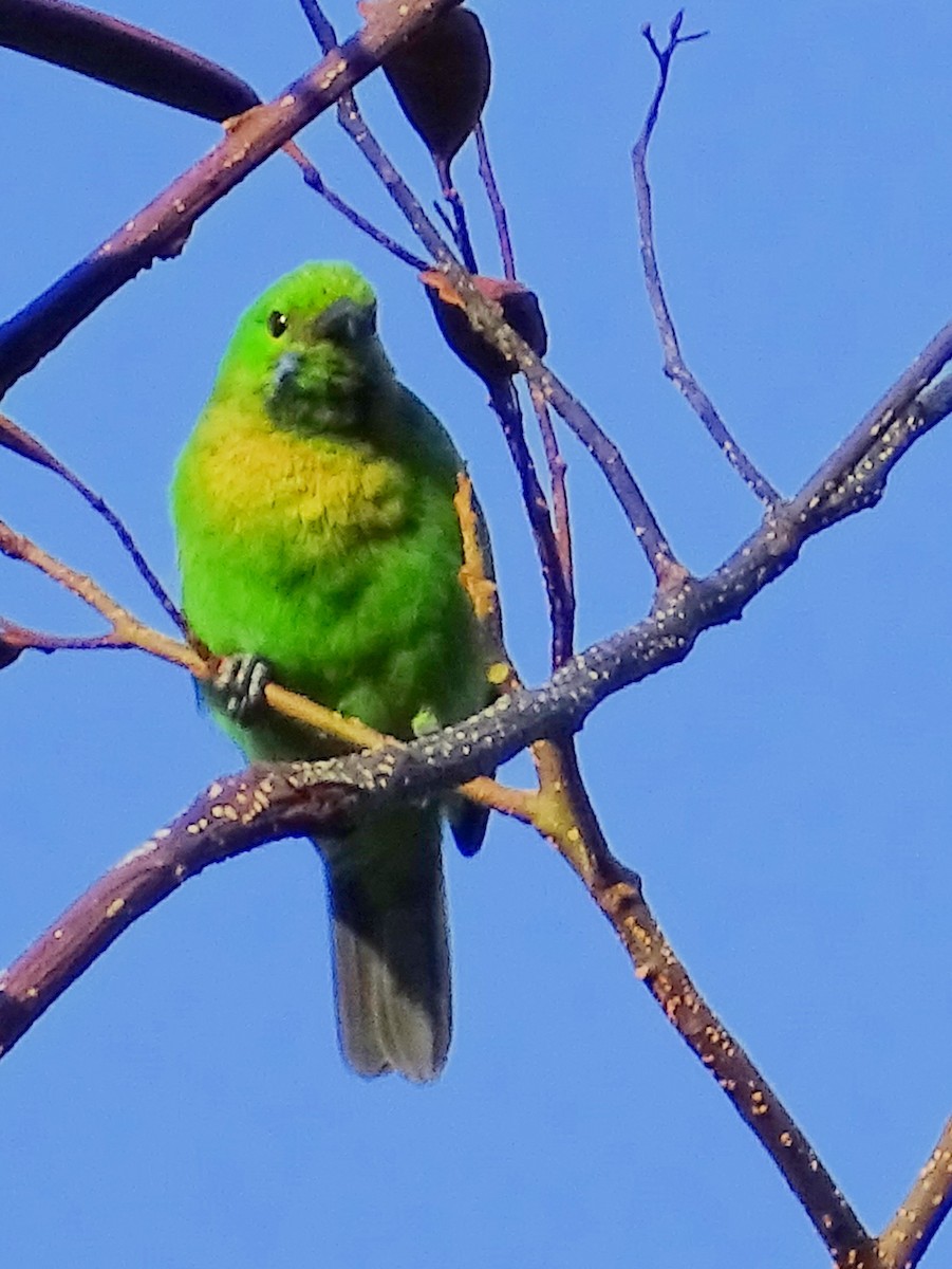 Jerdon's Leafbird - ML620746411