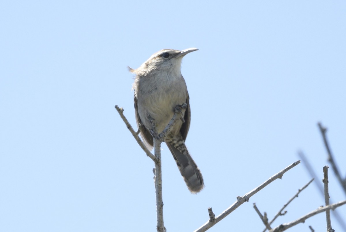 Bewick's Wren - ML620746417