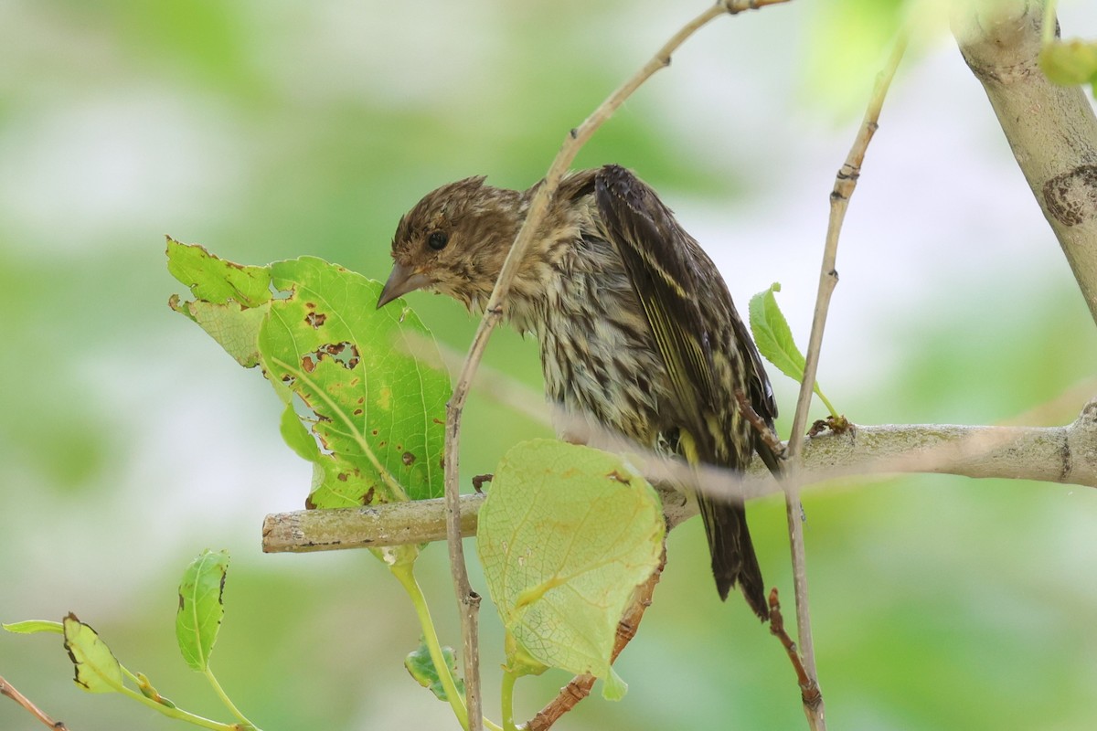 Pine Siskin - ML620746428